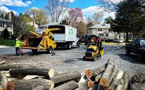 How Our Tree Care Process Works  in  Spring Valley, NY