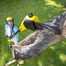 Best Tree Disease Treatment  in Spring Valley, NY