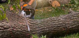 Professional Tree Services in Spring Valley, NY