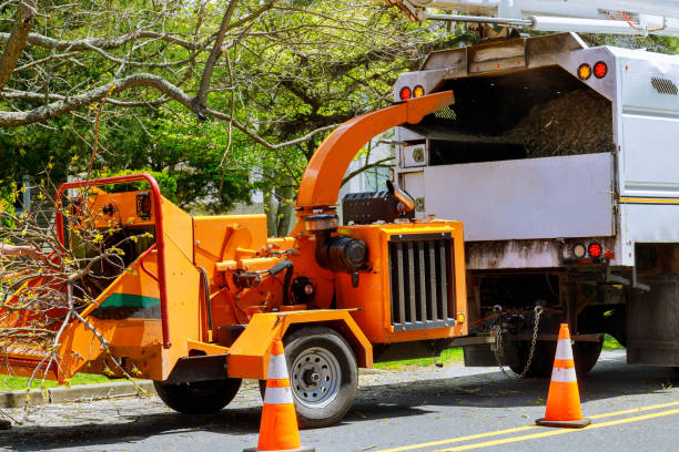 Best Tree Cabling and Bracing  in Spring Valley, NY