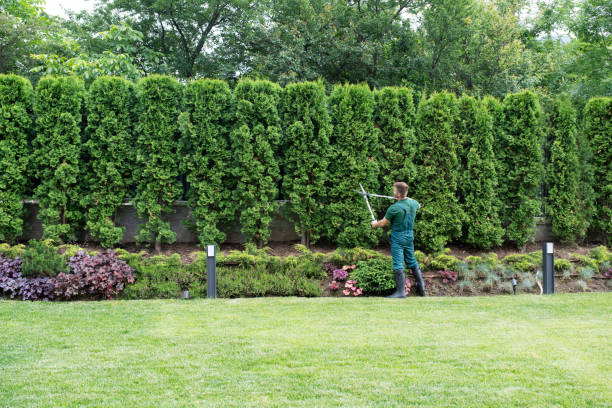 Best Fruit Tree Pruning  in Spring Valley, NY