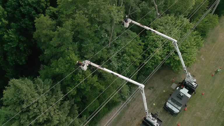 Best Emergency Tree Removal  in Spring Valley, NY