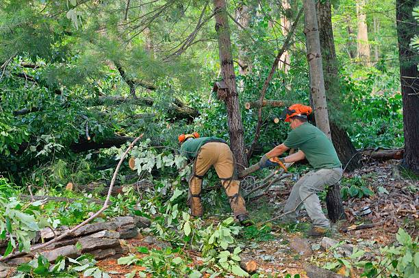 Best Utility Line Clearance  in Spring Valley, NY