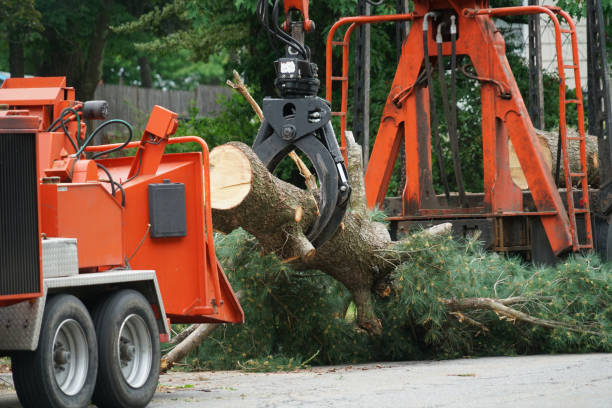 Best Tree Mulching  in Spring Valley, NY