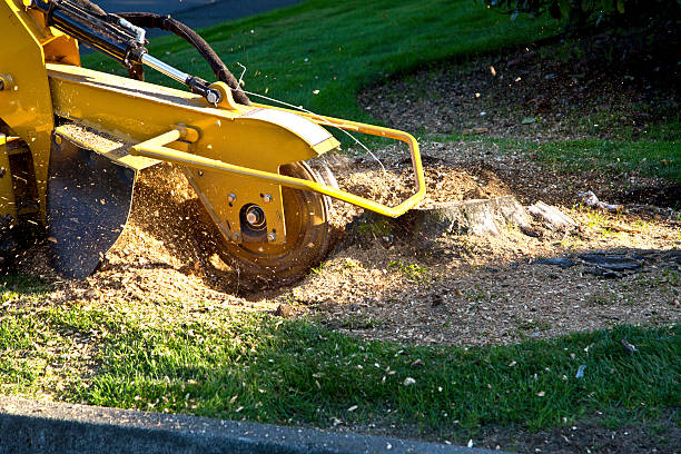Best Firewood Processing and Delivery  in Spring Valley, NY