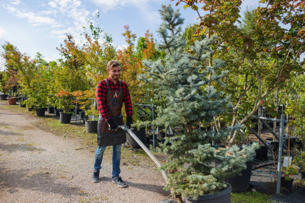 Best Tree Health Inspection  in Spring Valley, NY