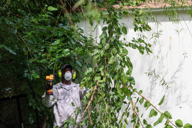 Best Arborist Consultation Services  in Spring Valley, NY